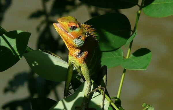Reserva forestal de Sinharaja