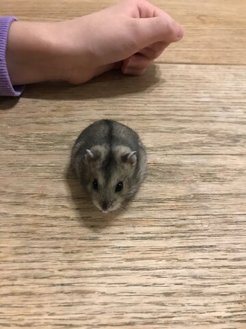 Quand j'ai eu mon hamster