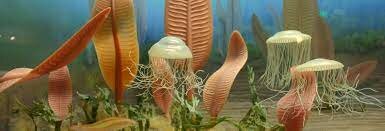 Origen de las especies (Hace 500 millones de años)