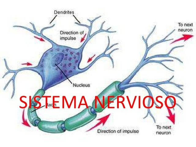 El surgimiento del sistema nervioso