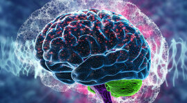 Timeline: Evolución del Cerebro