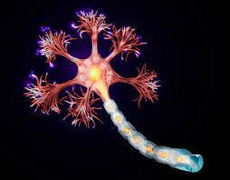 El surgimiento de las primeras neuronas