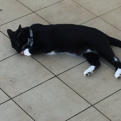 Timeline: devoir luc