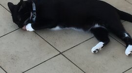 Timeline: devoir luc