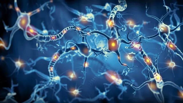 El surgimiento de la primera agrupación neuronal.