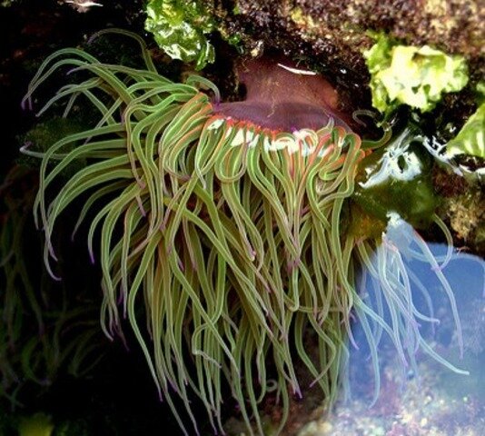 La aparición de al menos dos tipos de organización nerviosa