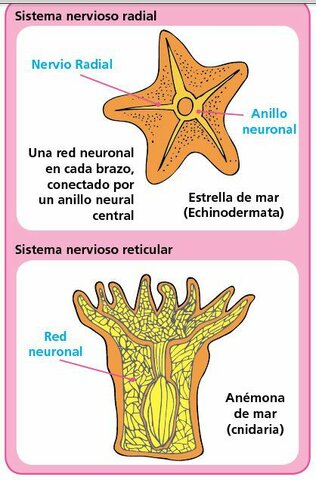 Aparición de dos tipos de Organización Nerviosa