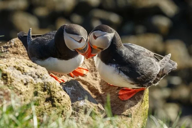 Fradinhos românticos