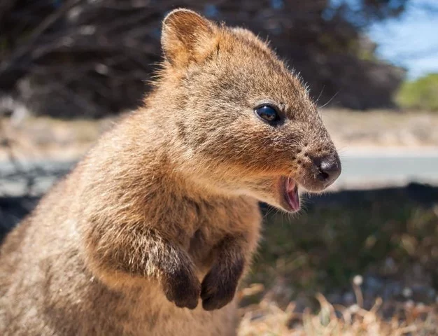 quokka alto astral