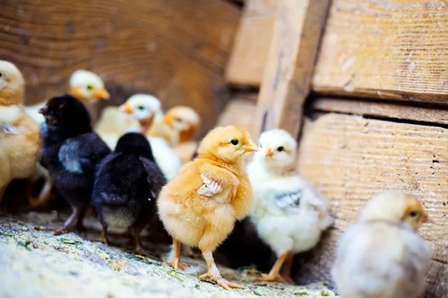 comunicação dos pintinhos