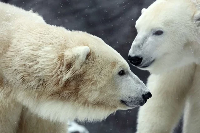 Oi tudo bem? versão urso polar
