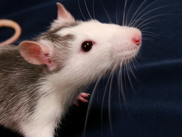 Ratos também sentem cócegas