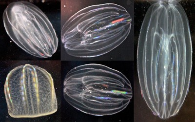 El surgimiento del sistema nervioso