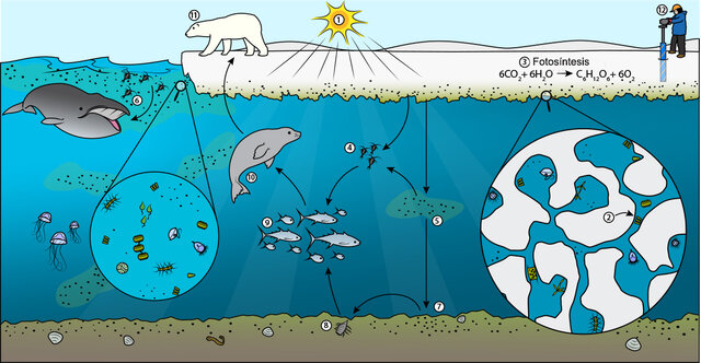 FORMACION DE ORGANISMO VIVOS.