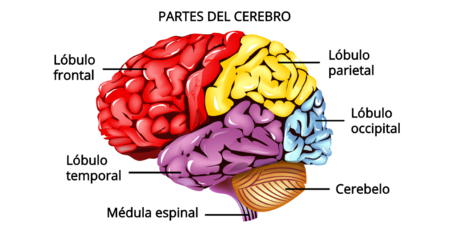 Cerebro actual