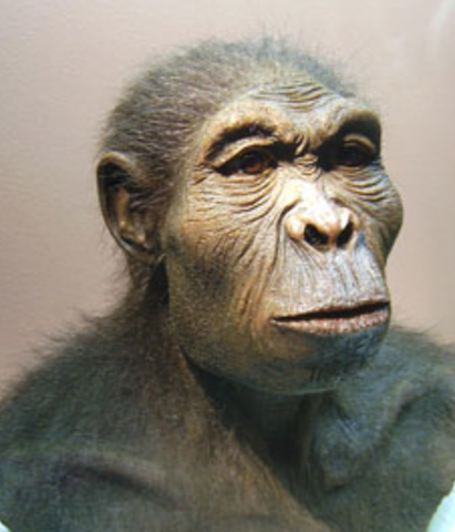 homo habilis