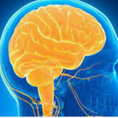Timeline: ¿De dónde viene y para dónde va el cerebro?