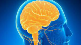 Timeline: ¿De dónde viene y para dónde va el cerebro?