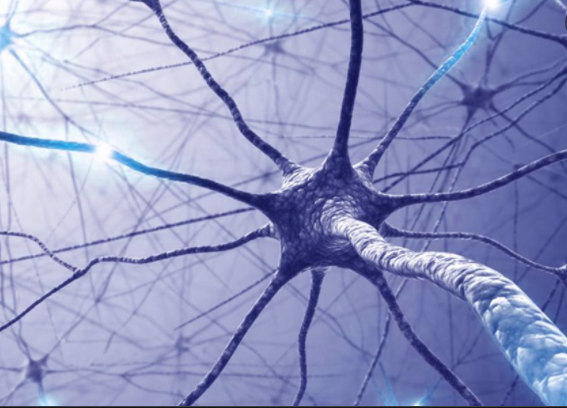 ¿Cuándo surgió el sistema nervioso?