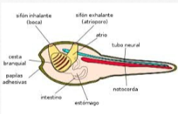 El surgimiento de la primera agrupación neuronal