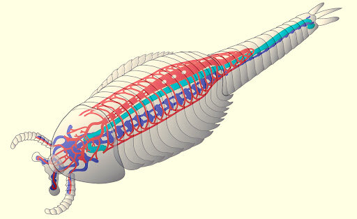 Descubrimiento primer cerebro: Fuxianhuia protensa. Hace 520 millones de años.