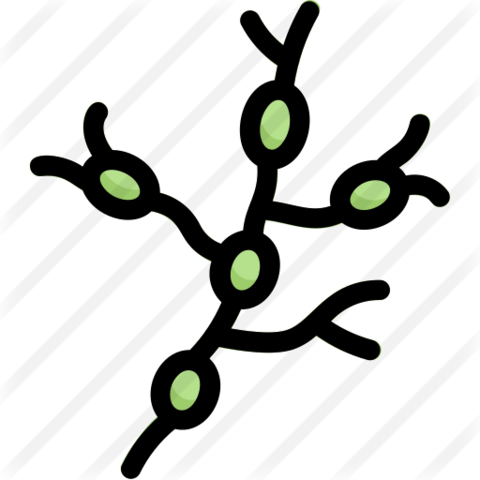 Información adicional 1.0: Ganglios cerebroespinales. 450 millones de años.