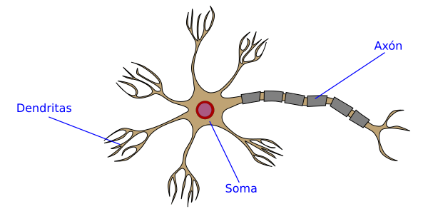 Información adicional 2.0: Red neural. 440 millones de años.