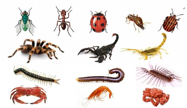 Artrópodos (organismos con “pies” articulados, como los insectos)