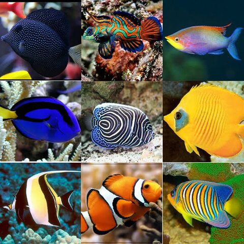 Vertebrados Acuaticos. (Pescados)