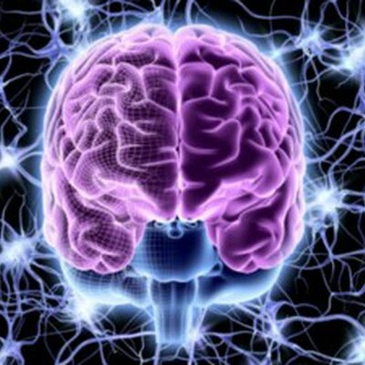 Timeline: ¿de donde viene y para donde va el cerebro?