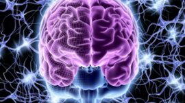 Timeline: ¿de donde viene y para donde va el cerebro?