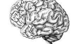 Timeline: EVOLUCION DEL SISTEMA NERVIOSO