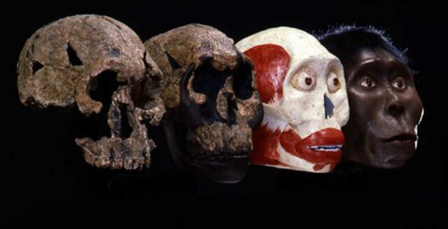 Surgimiento de los Homínidos y características del cerebro