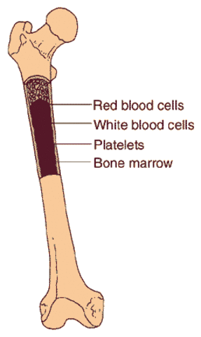 Bone Marrow Transplant
