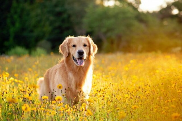 Vaig adoptar al meu primer gos