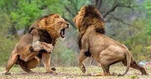 Hem comencen a interessar  els documentals d'animals