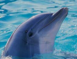 Banys amb dofins i taurons