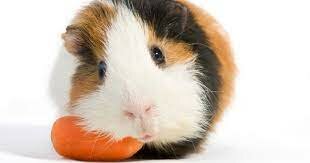 Em regalen un conillet d'indies