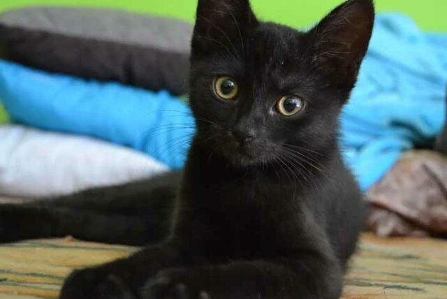 Tinc una gata