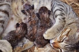 La meva gata te fills