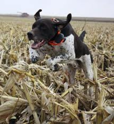 My first new dog in South Dakota