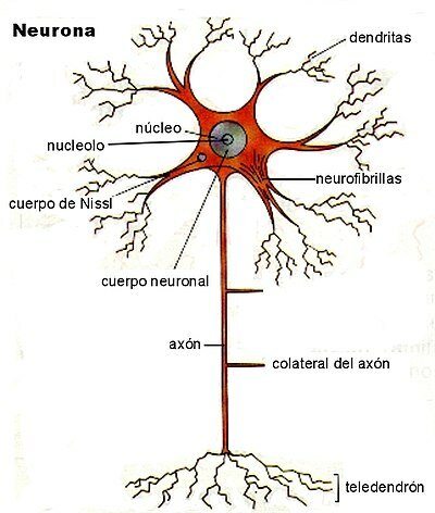 El surgimiento de las primeras neuronas