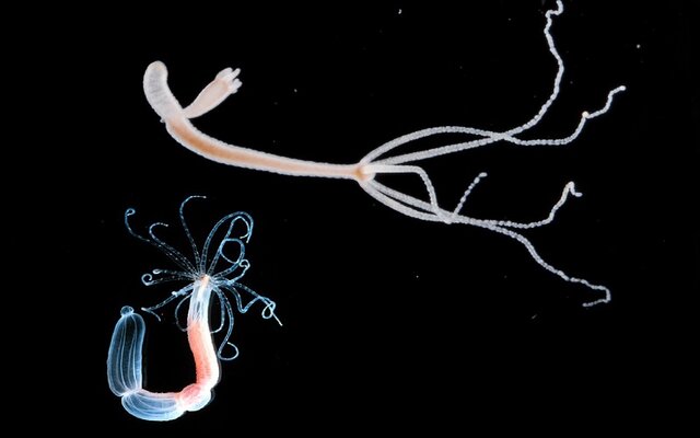 aparición de al menos dos tipos de organización nerviosa.
