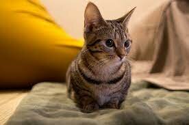 Vaig adoptar el meu gat <3