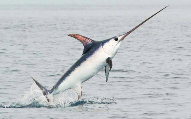 Primera mascota (2013)