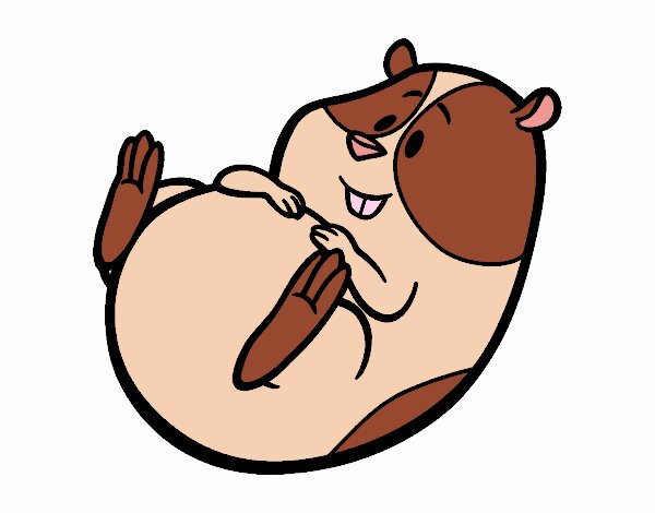 tinc un conill d'indies