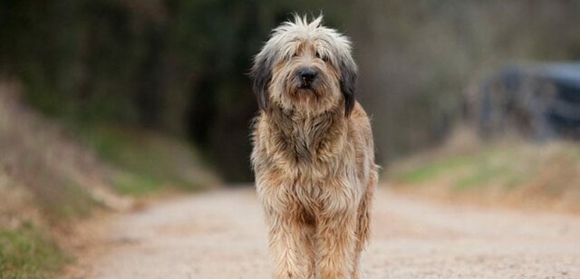 Adopto el meu gos (Nuk)