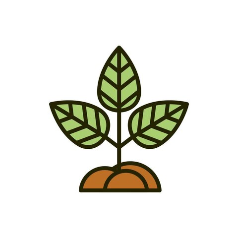 La meva primera planta