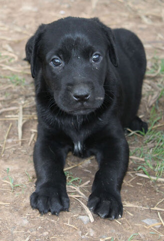 neix el meu gos de mallorca