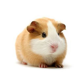 La meva preimera mascota